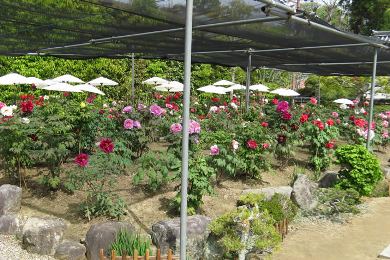 當麻寺　西南院の牡丹（ぼたん）