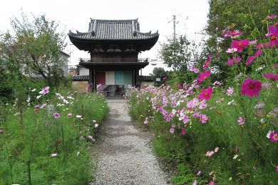 般若寺のコスモス（秋桜）