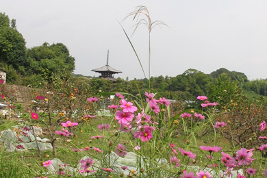 法輪寺のコスモス（秋桜）