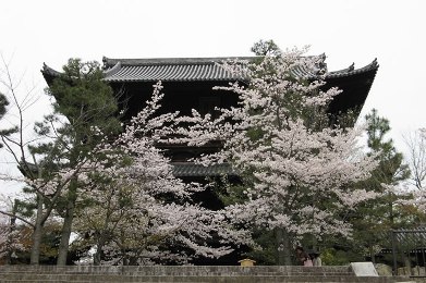 金戒光明寺の桜