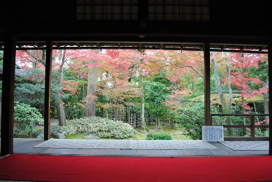 妙心寺・大法院・霊雲院の桜