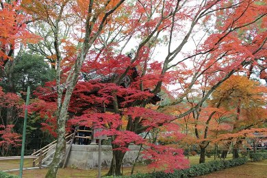 金閣寺（鹿苑寺)の紅葉