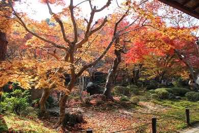 圓光寺の紅葉