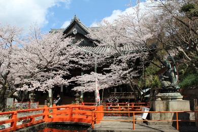 紀三井寺の桜
