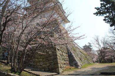 明石公園（明石城跡）の桜