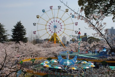 神戸市立王子動物園の桜