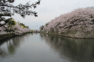 彦根城の桜