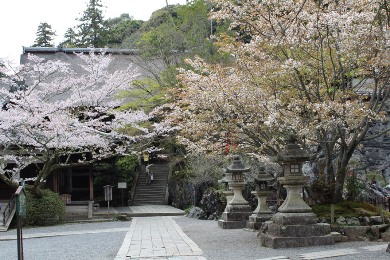 石山寺の桜