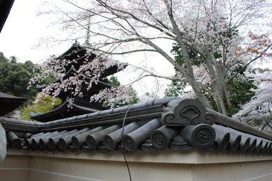 三井寺（長等山園城寺）の桜