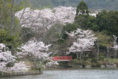 大覚寺の桜
