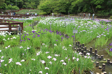 枚方市・山田池公園の花菖蒲