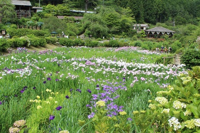 奈良県宇陀市　花の郷・滝谷の花菖蒲