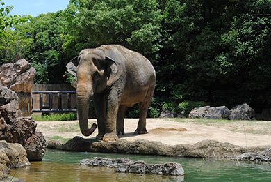 天王寺動物園のタイゾウ