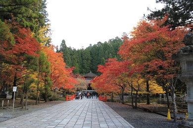 紀三井寺の桜