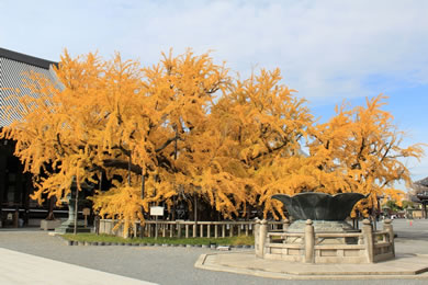 西本願寺の紅葉