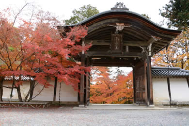 二尊院の紅葉