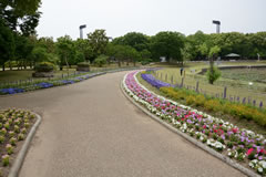 長居公園のバラ園