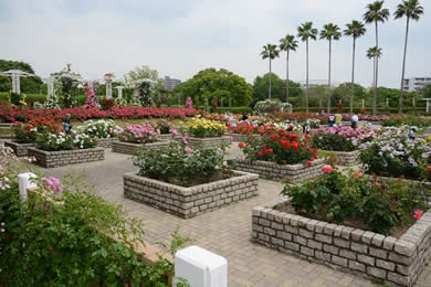 長居植物園の薔薇（バラ）