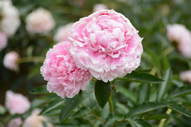 長居植物園の芍薬（しゃくやく）など