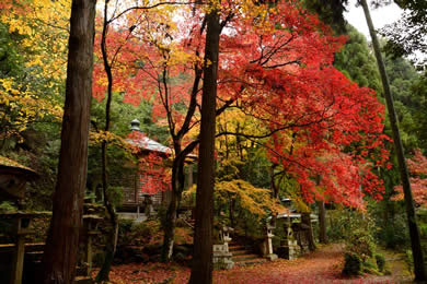 護法堂弁財天の紅葉