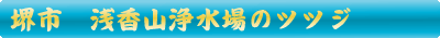 堺市　浅香山浄水場の躑躅（つつじ）