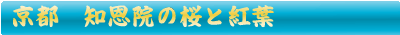 知恩院の桜と紅葉