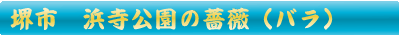 堺市　浜寺公園のバラ