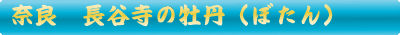 長谷寺の牡丹（ぼたん）