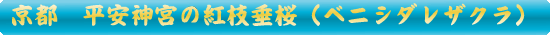平安神宮の紅枝垂桜