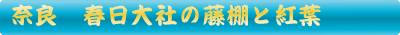 春日大社の藤棚と紅葉
