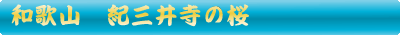 紀三井寺の桜