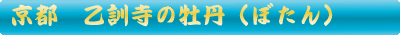 乙訓寺の牡丹（ぼたん）