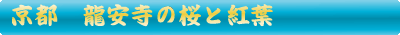 龍安寺の桜と紅葉