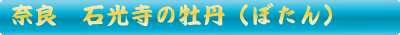 石光寺の牡丹（ぼたん）