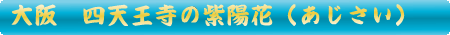 四天王寺と紫陽花