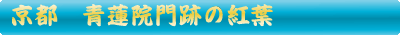 青蓮院門跡の紅葉