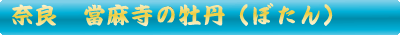 當麻寺の牡丹（ぼたん）