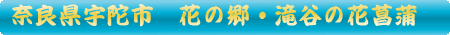 花の郷・滝谷の花菖蒲
