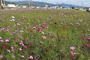 阿波市のコスモス畑