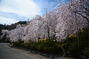 花見山公園