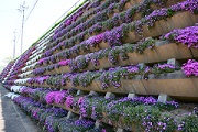 市場公園の芝桜（阿波市）