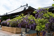 地福寺の藤棚（石井町）