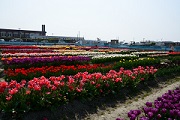 北島チューリップ公園