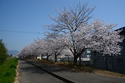 桜づつみ公園