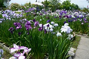 すみとも花菖蒲園（阿南市）