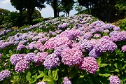 とくしま植物園