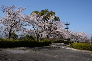 眉山公園の桜