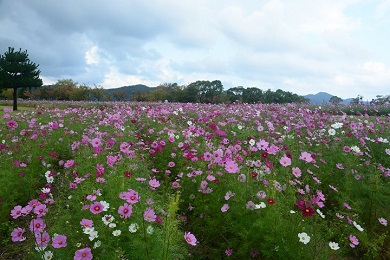 鳴門ウチノ海総合公園