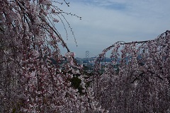 花見山の枝垂れ桜