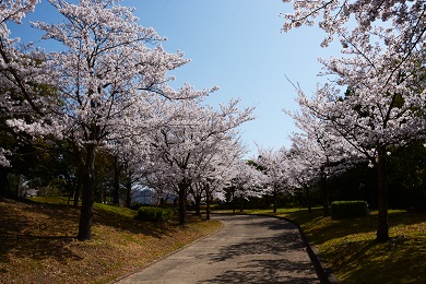 あすたむらんど徳島（桜）